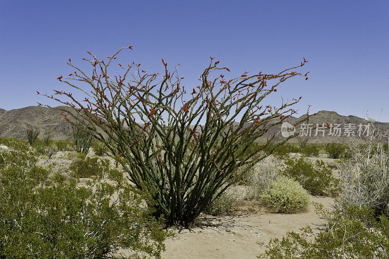 Fouquieria splendens, ocotillo，也被称为马鞭，蜡烛木，slimwood，沙漠珊瑚，Jacob's staff, Jacob cactus，和藤本仙人掌是一种原产于美国西南部索诺拉沙漠和奇瓦瓦沙漠的植物。禅师